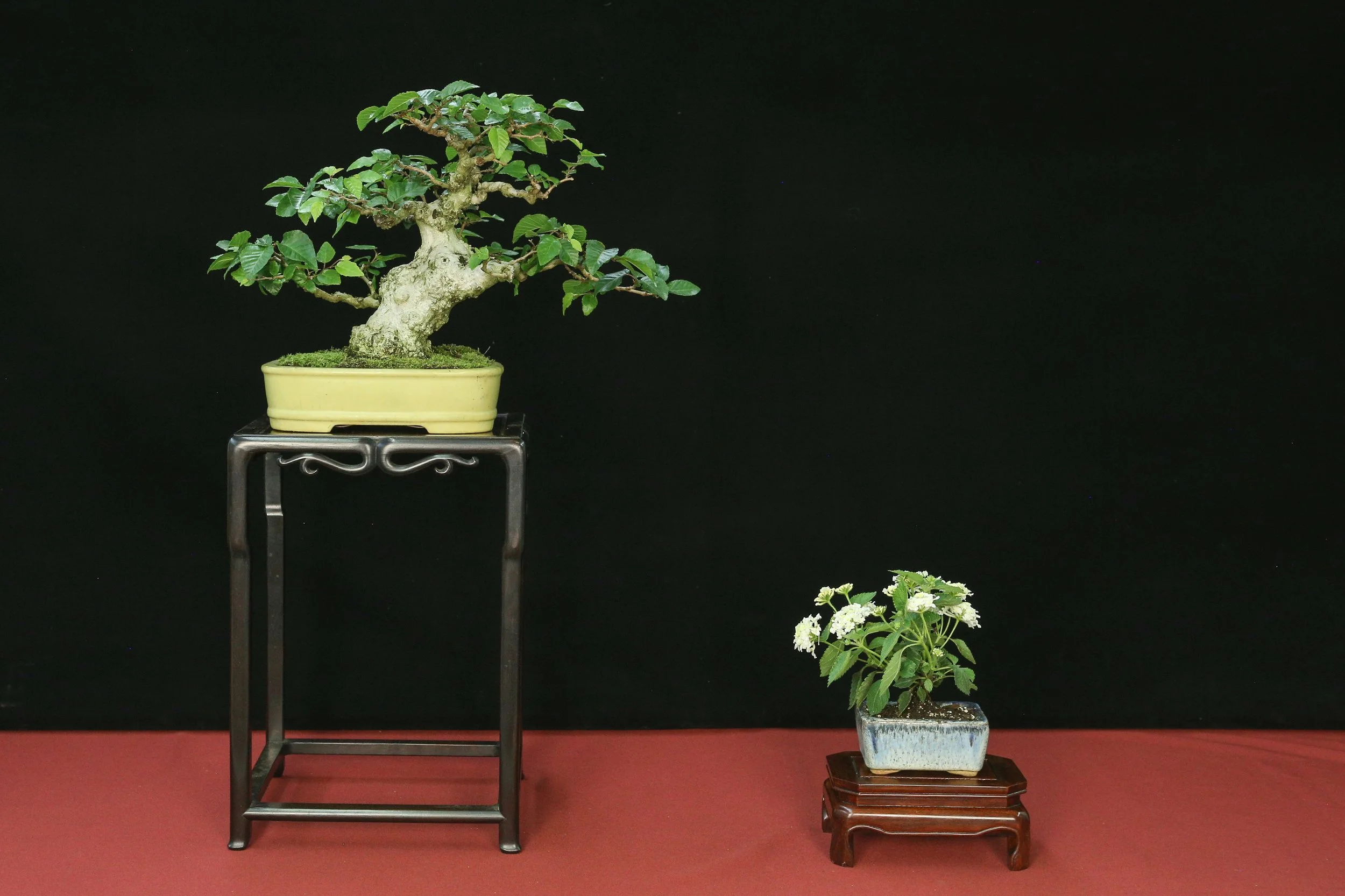 Korean Hornbeam