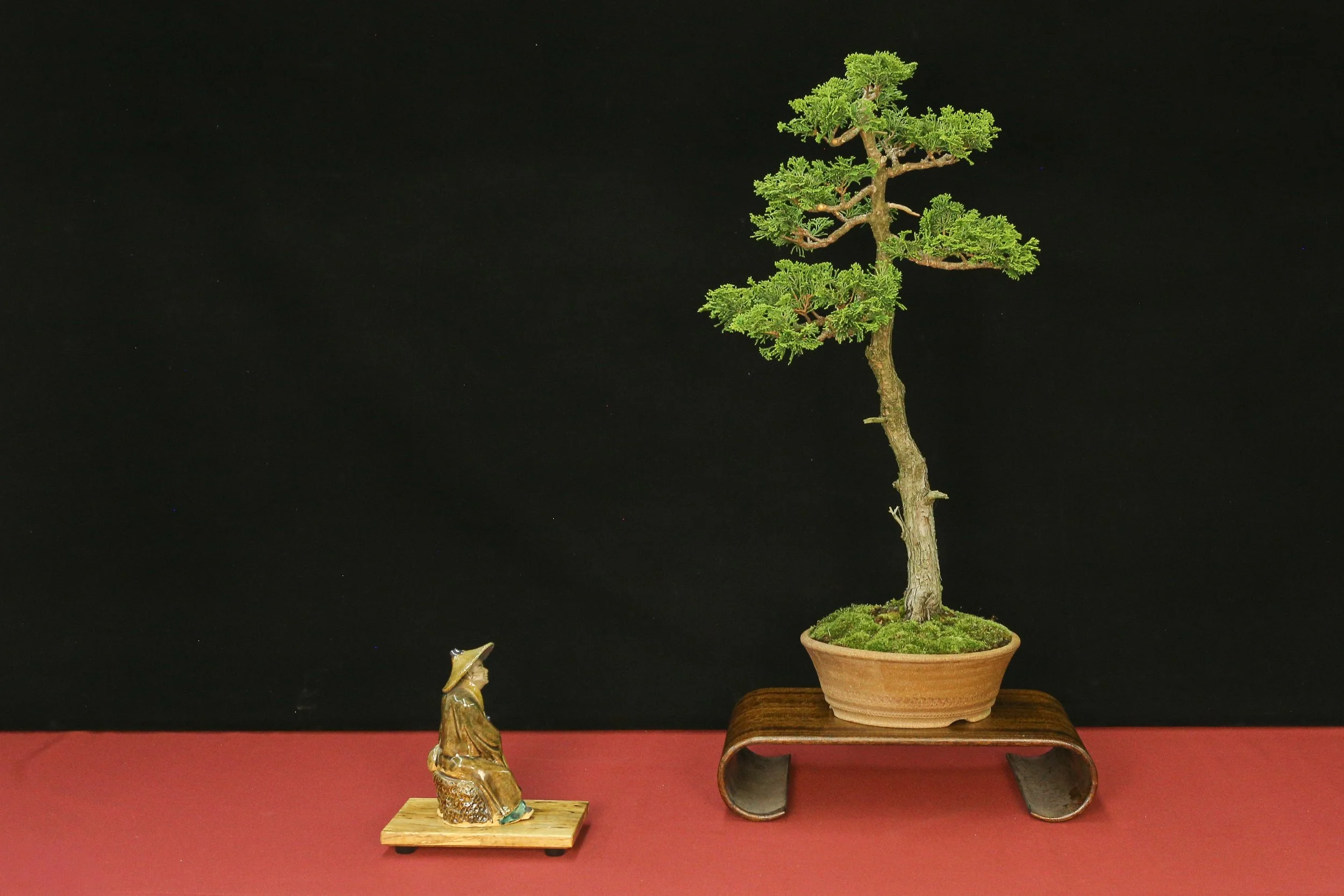 Hinoki Cypress