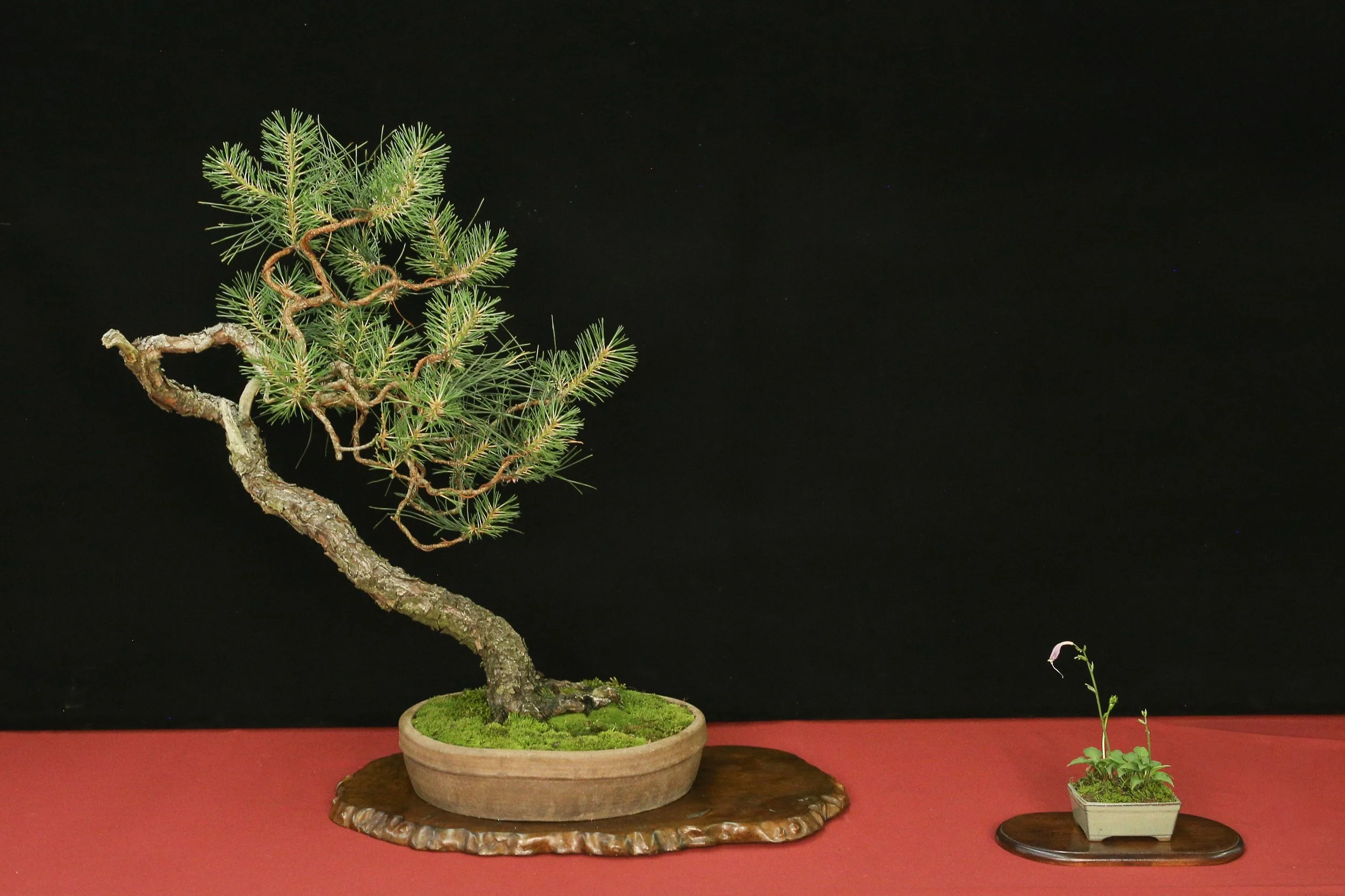 Pitch Pine