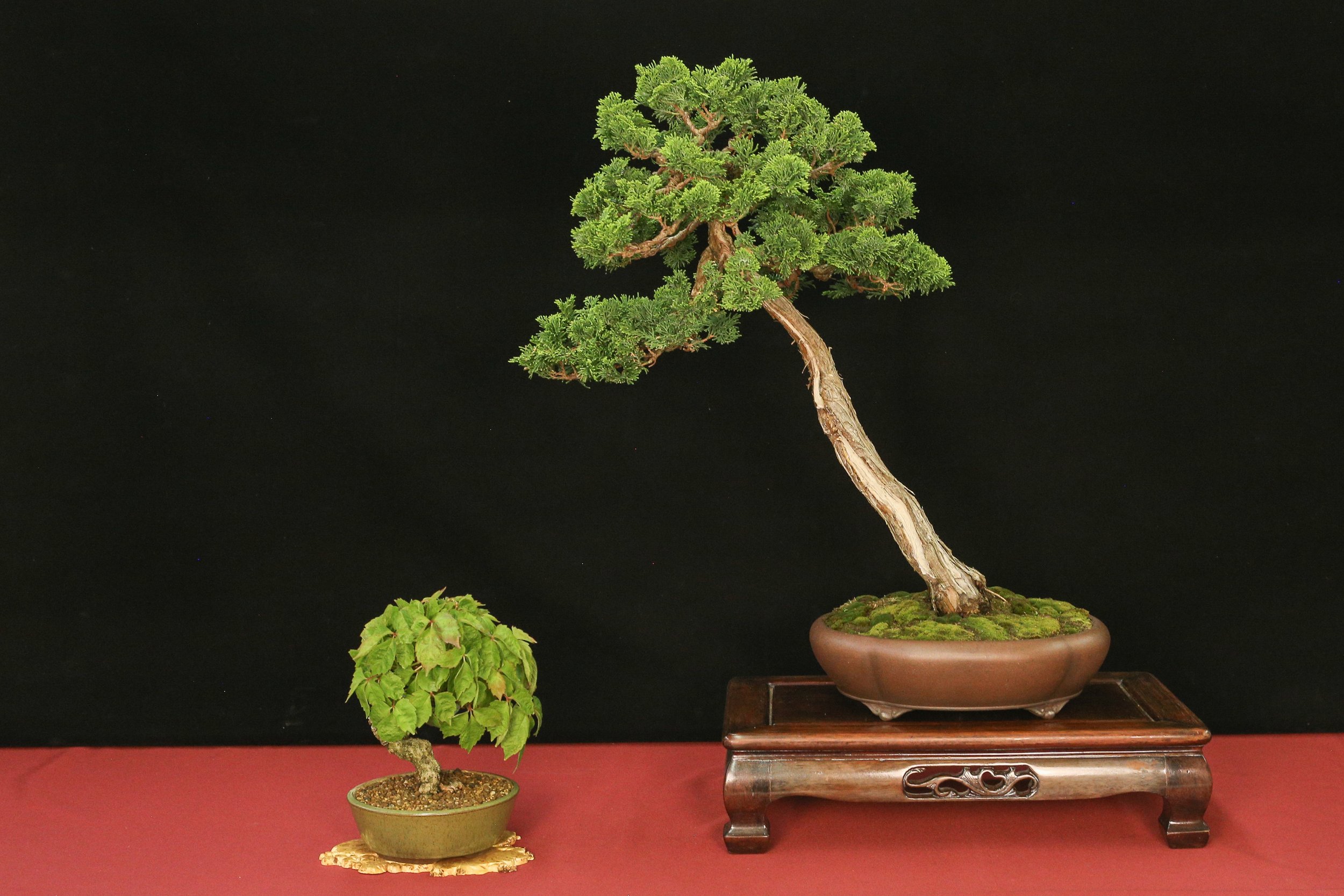 Hinoki Cypress, Boston Ivy