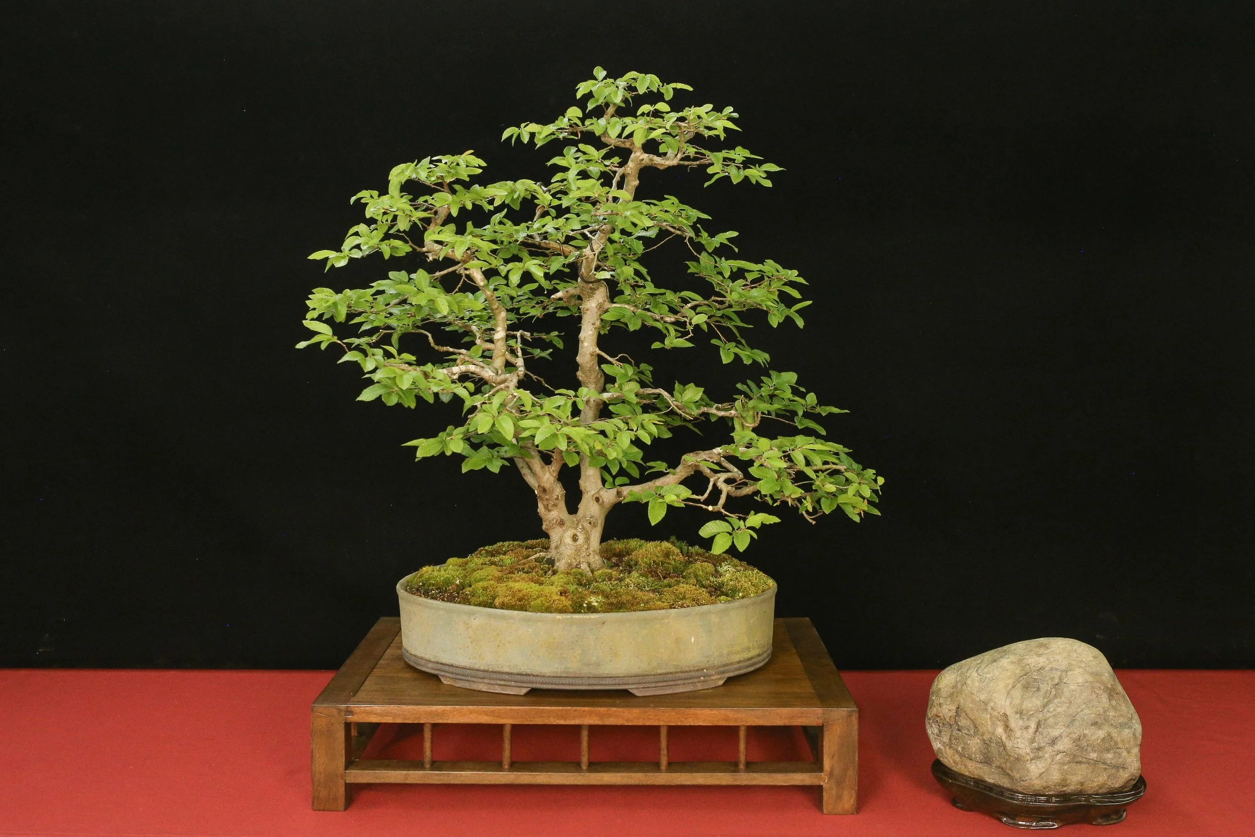 American Hornbeam