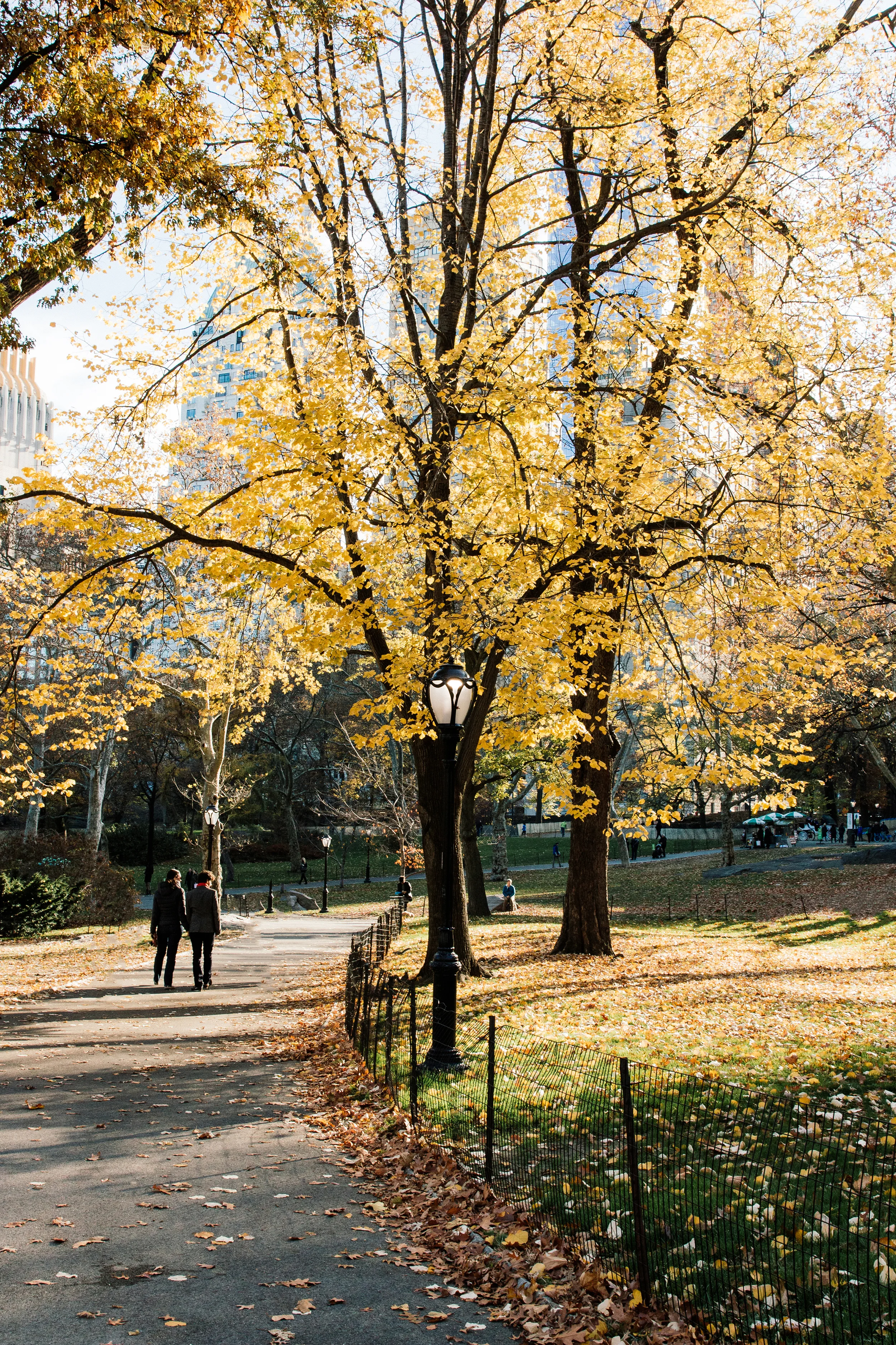 Stroll through Central Park