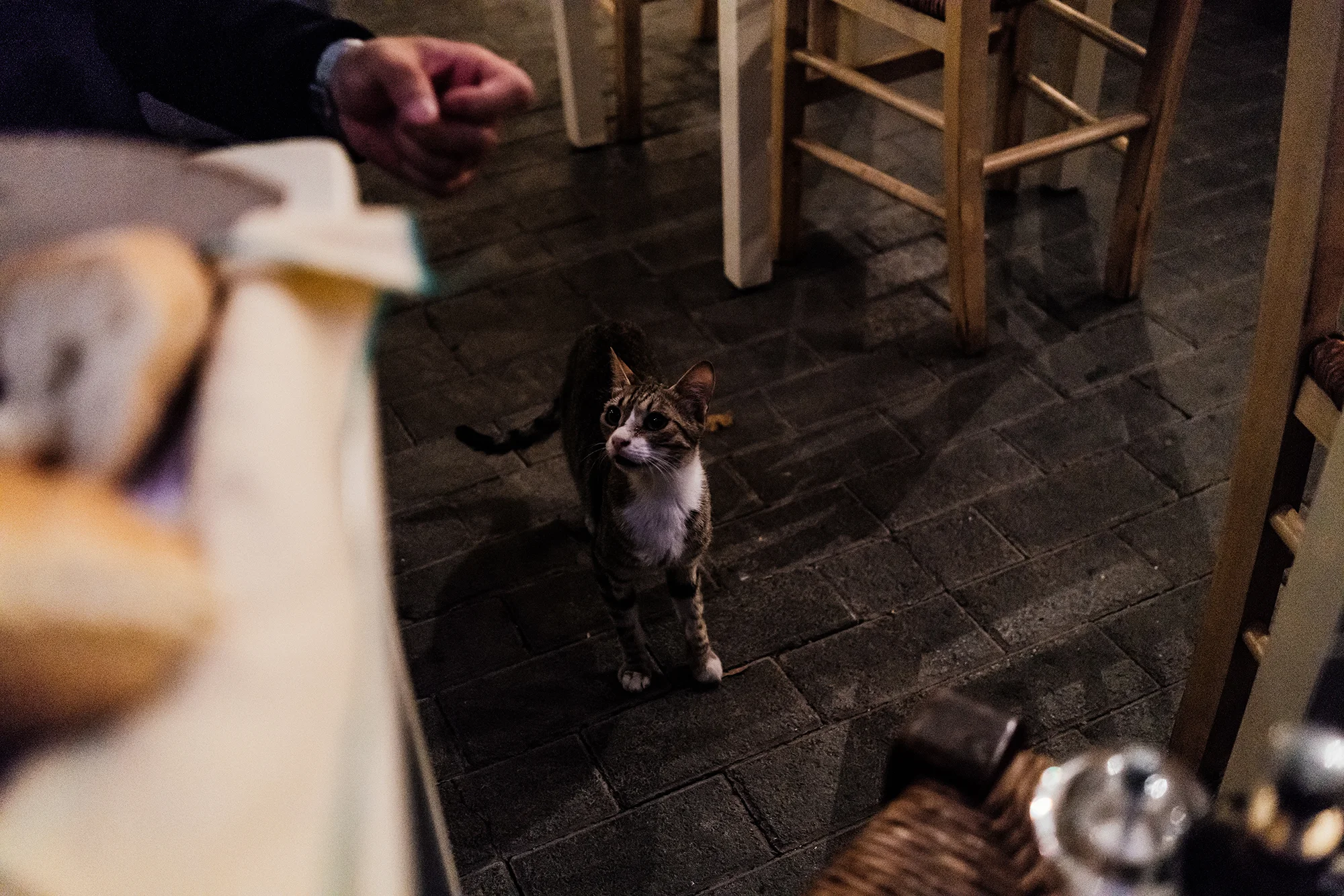 Dinner at Melilotos and our little visitor