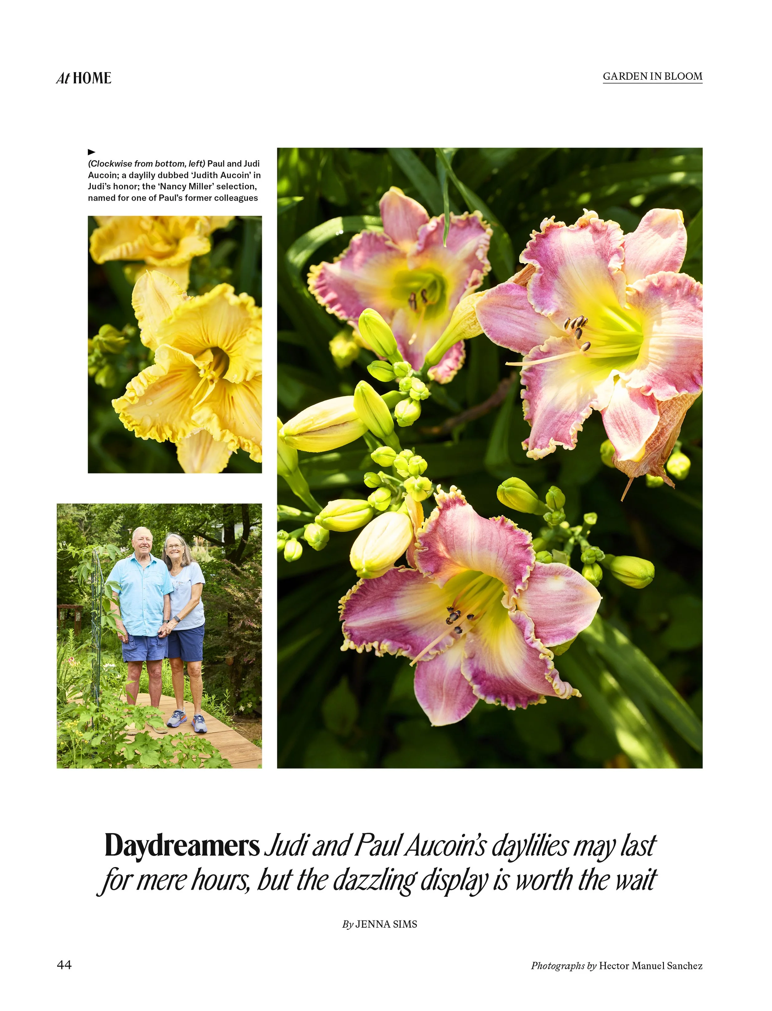 27932_Paul and Judi Aucoins Daylilies.jpg