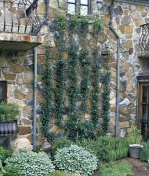 Espaliers command attention in the landscape. This candelabra design serves as the focal point in the author’s side garden.