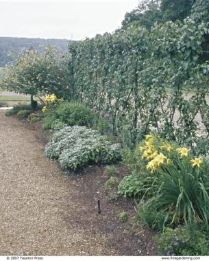 Espaliers can be used in untraditional ways. The author trained this Belgian fence to separate his driveway from his side garden.