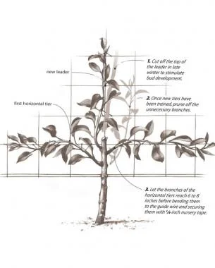 Train and prune your tree into shape