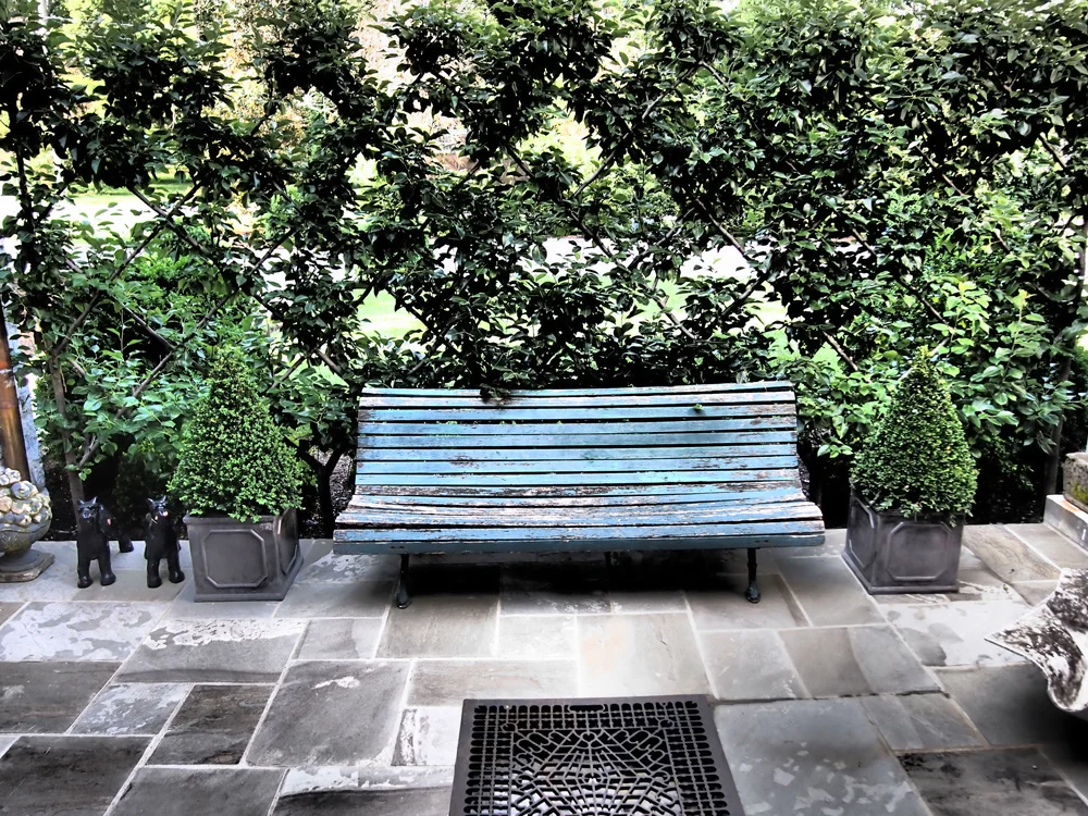 Belgian Fence Espalier