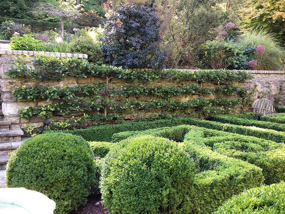 River Road Farms Espaliered Tree Horizontal Cordon
