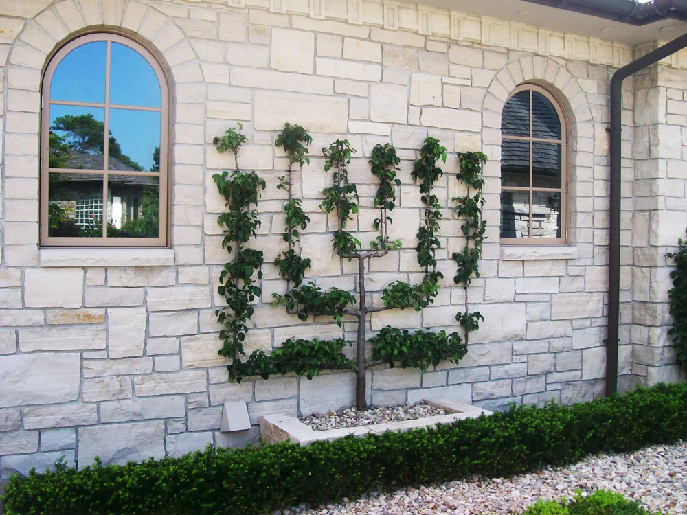 River Road Farms Espaliered Tree Candelabra