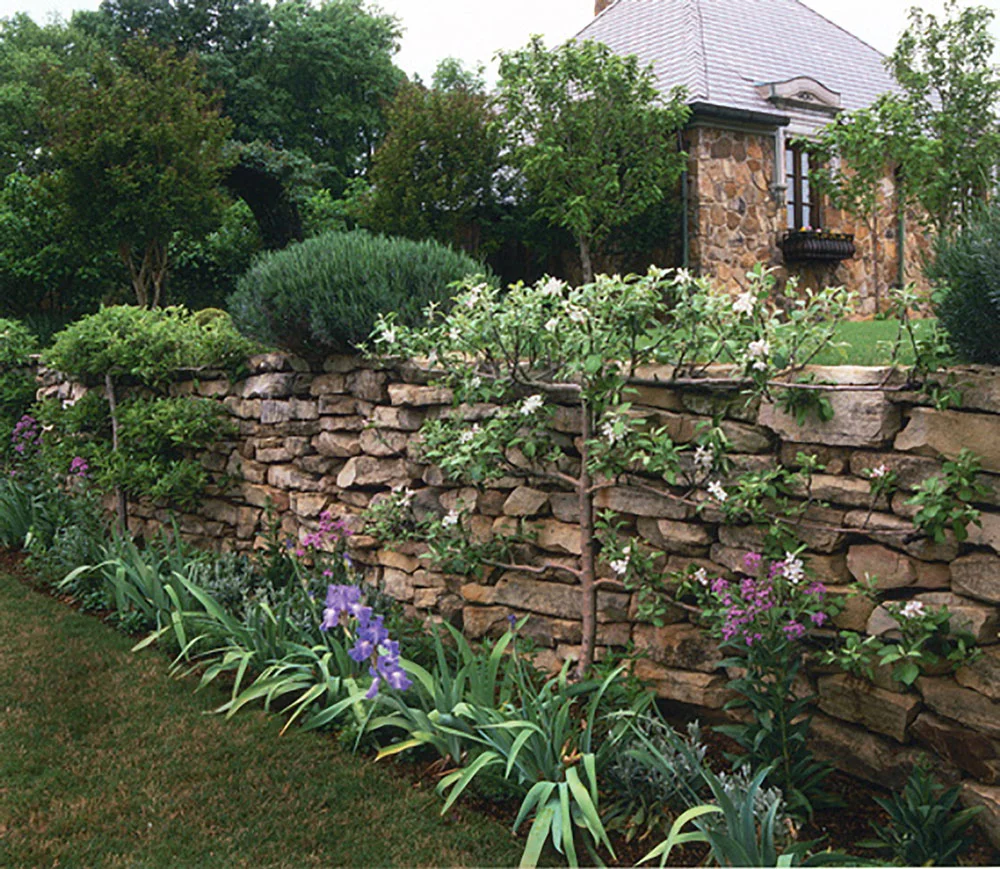 River Road Farms Espaliered Tree Horizontal Cordon