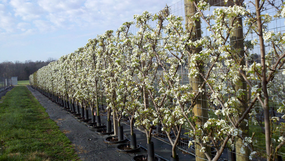 River Road Farms Espalier Nursery