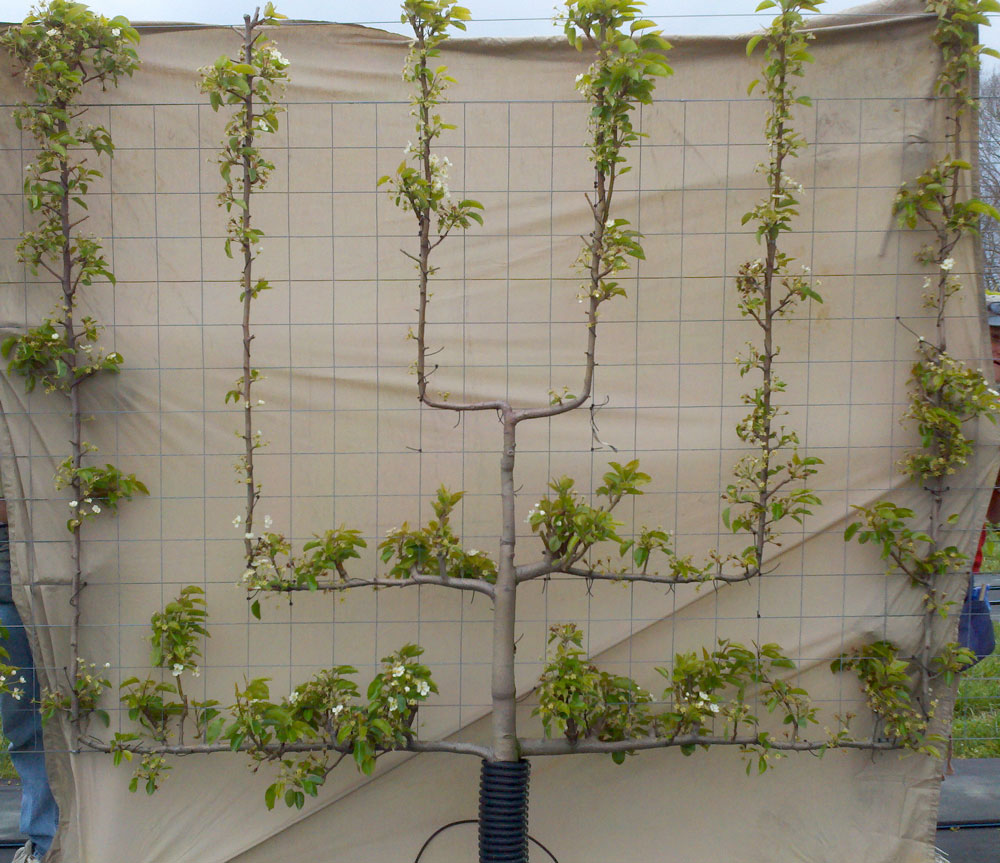 River Road Farms Espalier Nursery