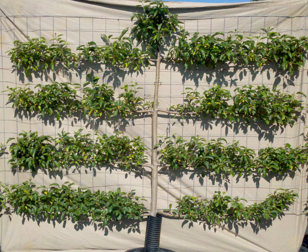 River Road Farms Espalier Nursery