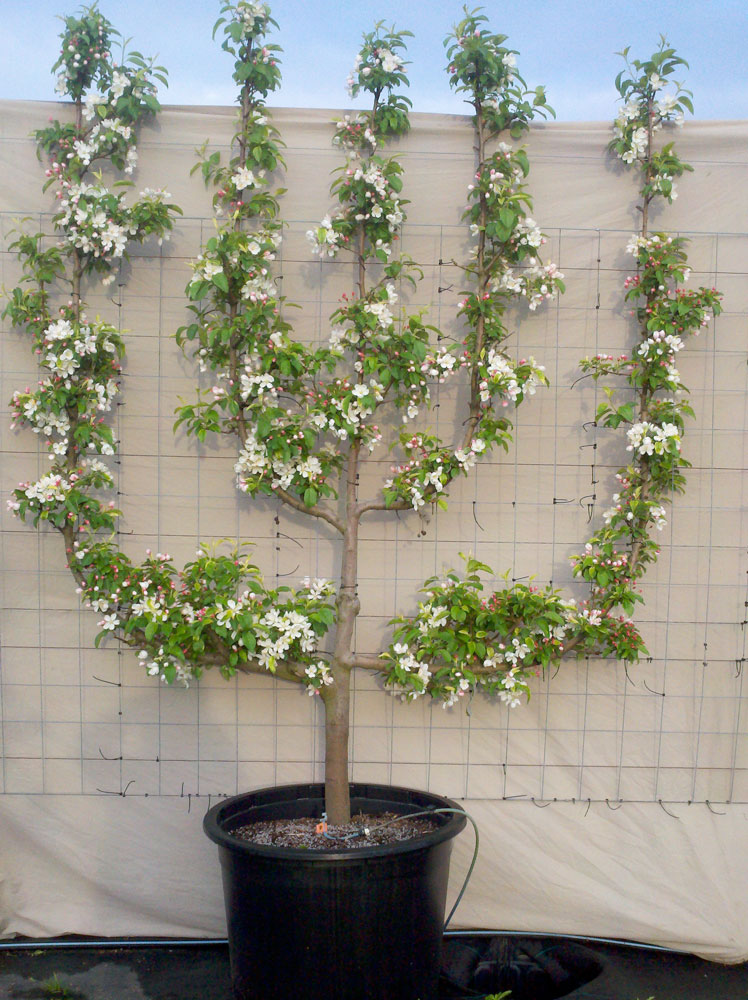 River Road Farms Espalier Tree Nursery