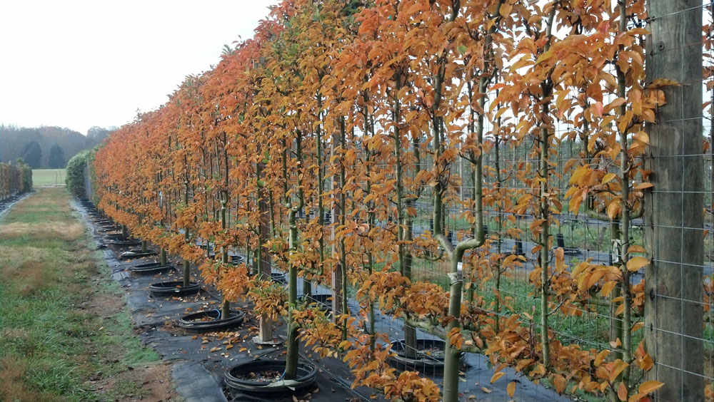 River Road Farms Espalier Tree Nursery