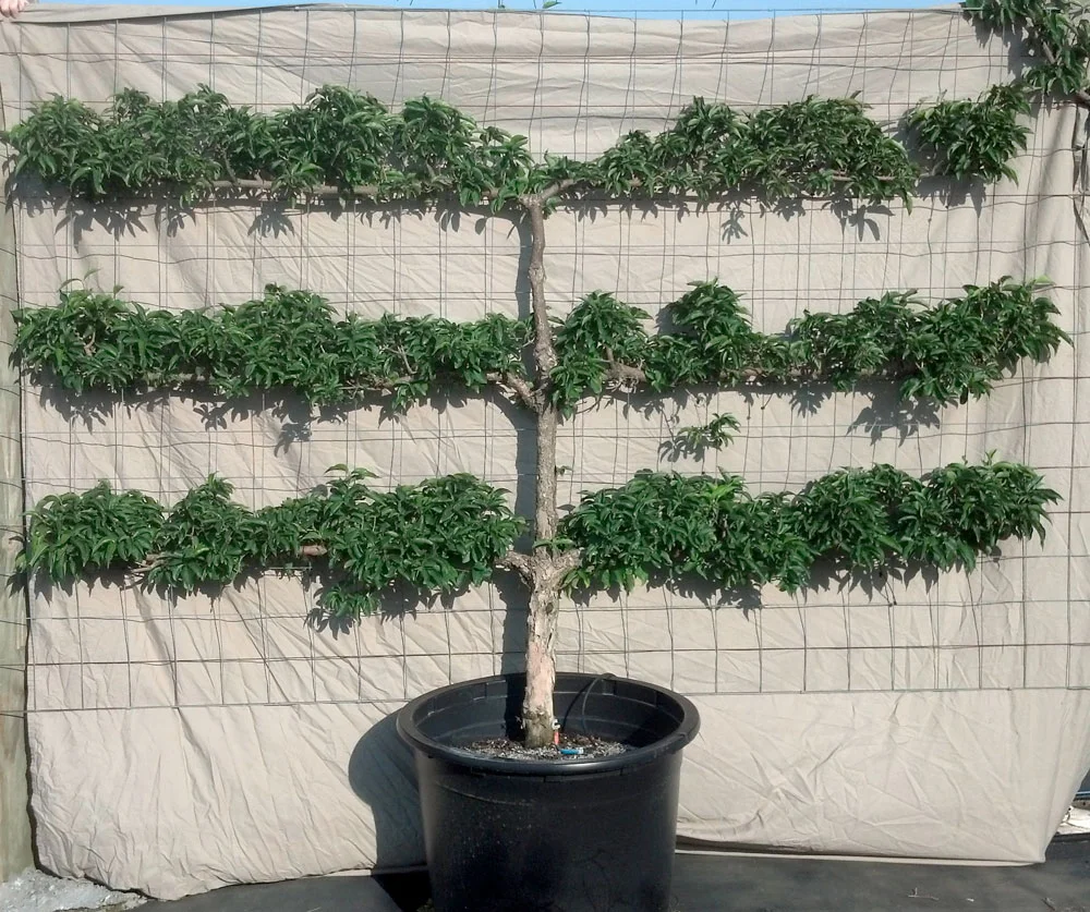 River Road Farms Espalier Tree Nursery