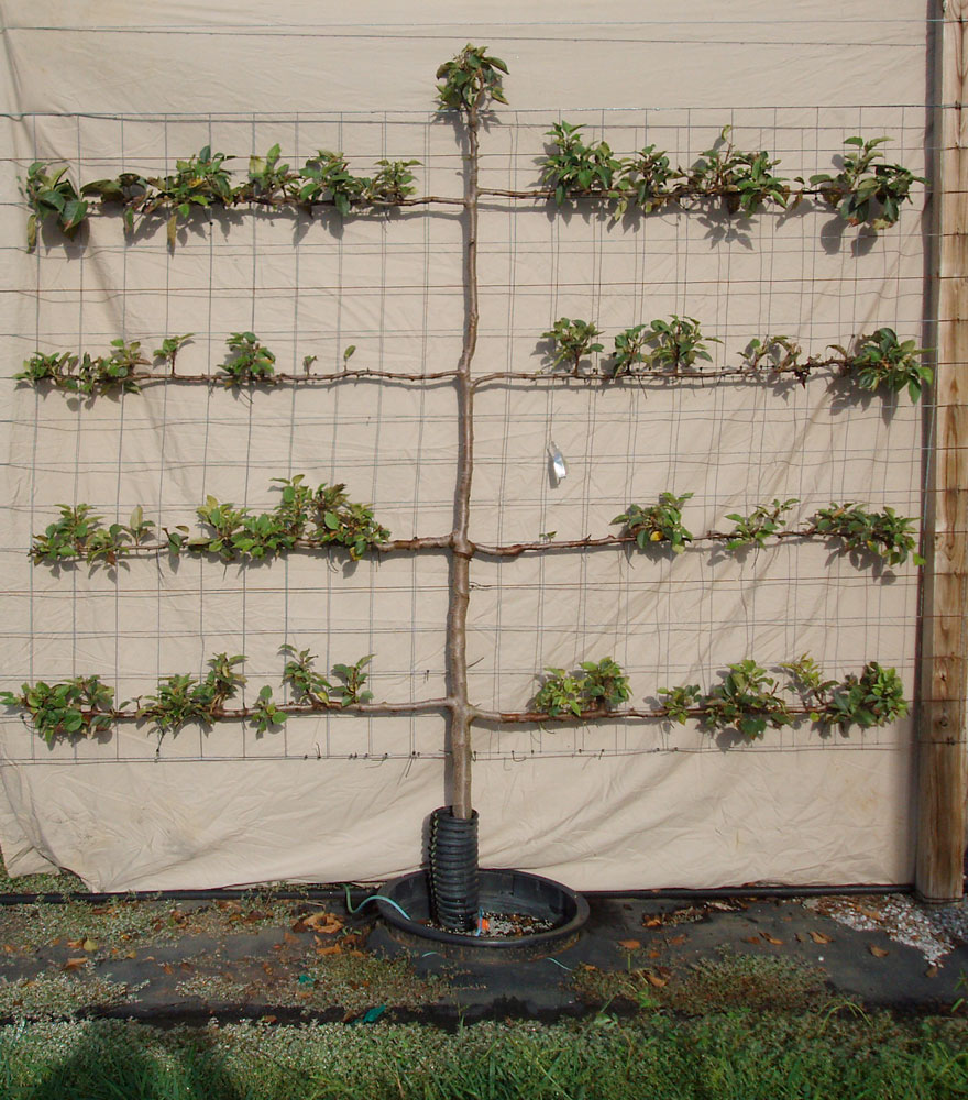 River Road Farms Espalier Tree Nursery