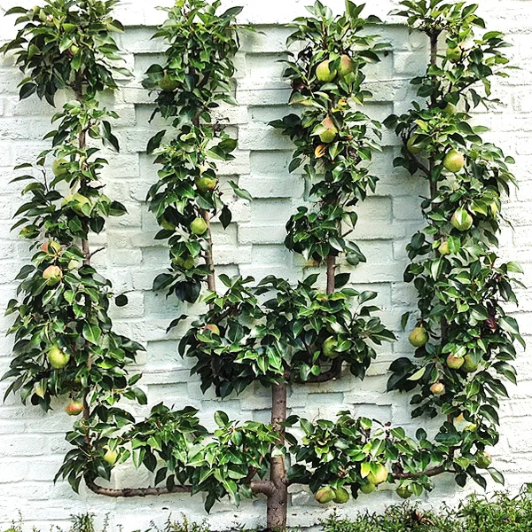 Small footprint, big impact. Espaliered trees require minimal space, which makes them perfect to dress up a small space, rooftop garden, or wall. 
