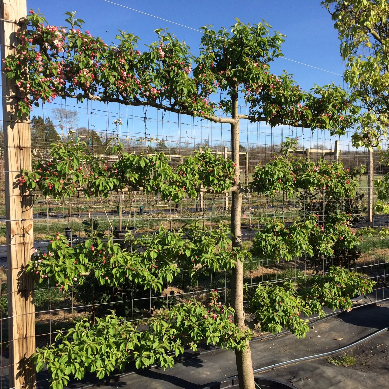 Trees in Training — River Road Farms