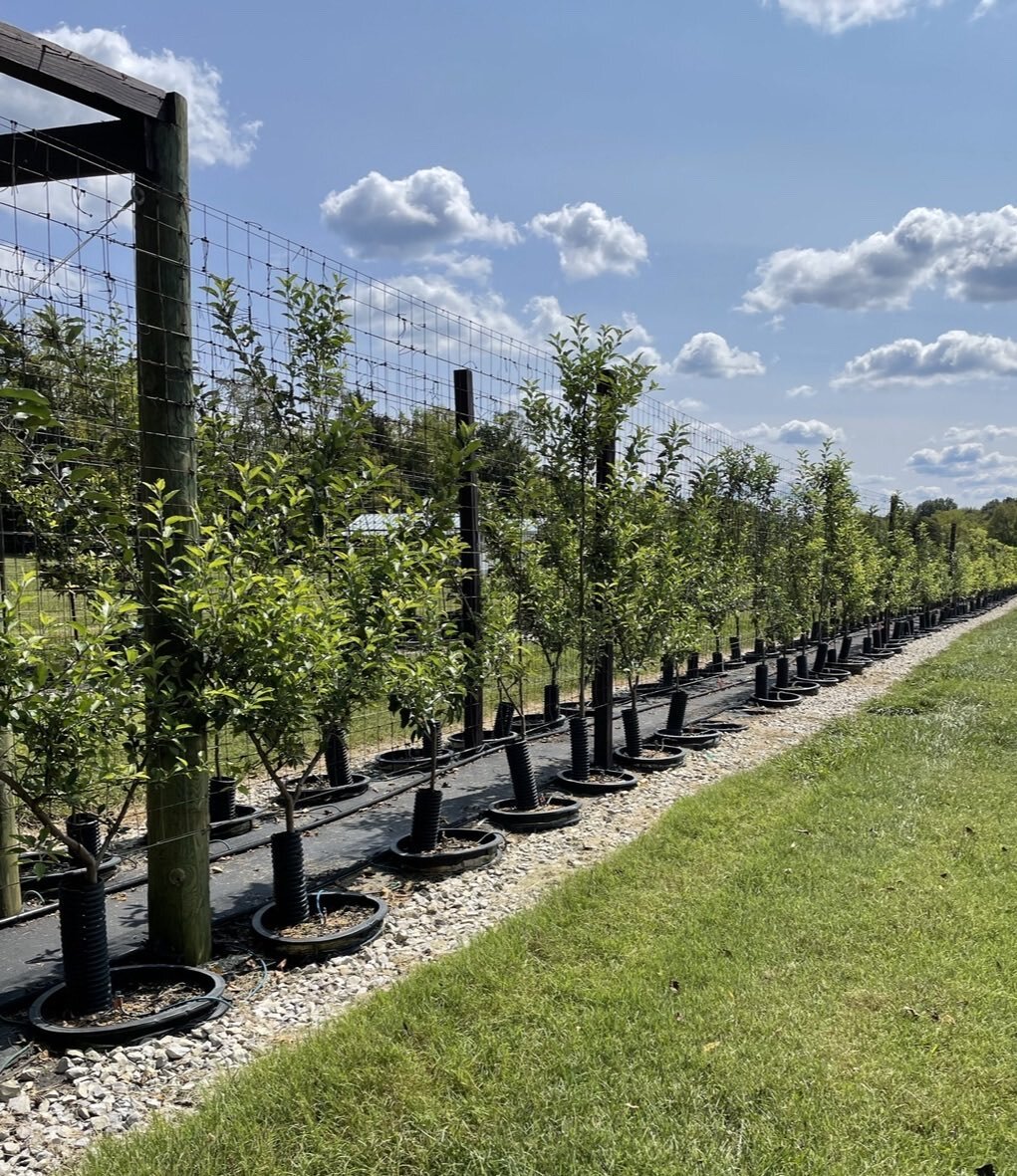 Rows of espalier trees in training at the nursery 🌳🍁#Espaliertrees #EspalieredTrees #EspalieredFruitTrees #EspalieredCandelabra #EspalieredTreesBiltmore #landscapedesign #newyorkgardens #espalier #garden #treesofinstagram #finegardening #gardendesi