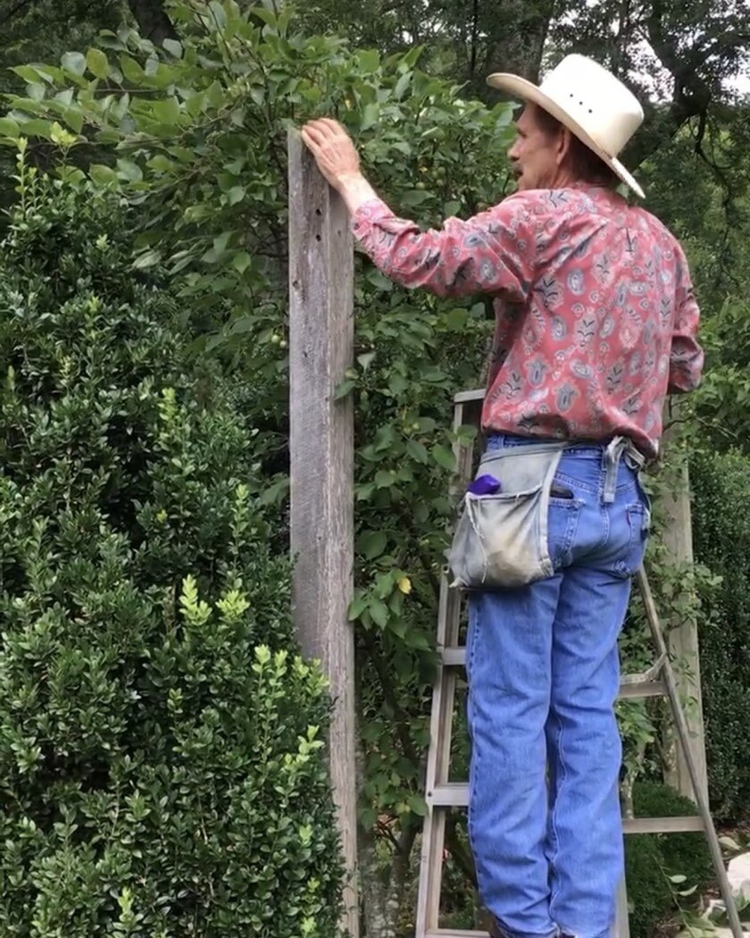 The Man behind the espalier magic Peter Thevenot! A sturdy ladder and quality pruning shears are tools of the trade 🌳🍁#Espaliertrees #EspalieredTrees #EspalieredFruitTrees #EspalieredCandelabra #EspalieredTreesBiltmore #landscapedesign #newyorkgard