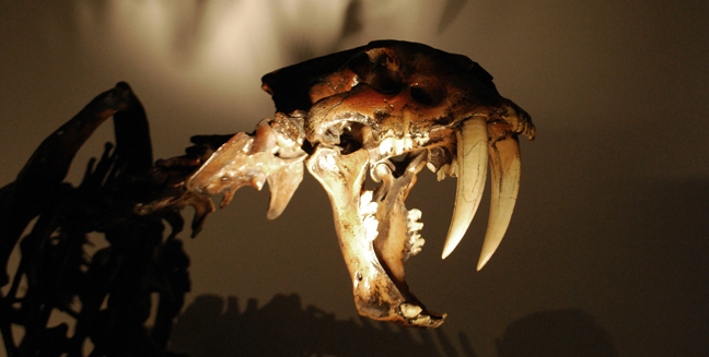 FOTO VÍA MUSEO DE HISTORIA NATURAL Y CULTURA AMBIENTAL