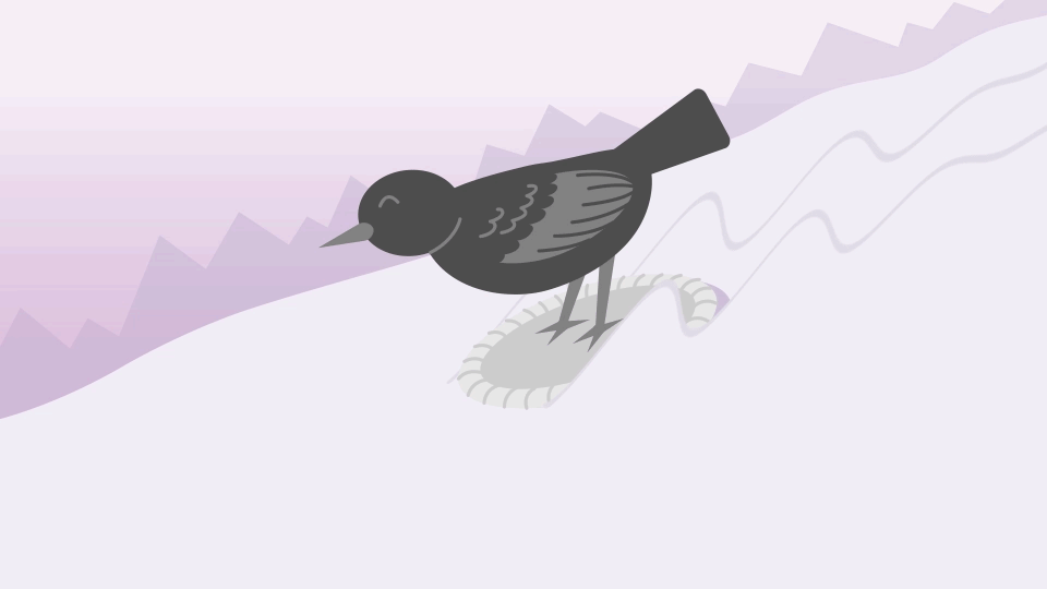 Ravens use tools to not just solve problems, but to play. Some have been observed using everyday objects to slide in the snow!