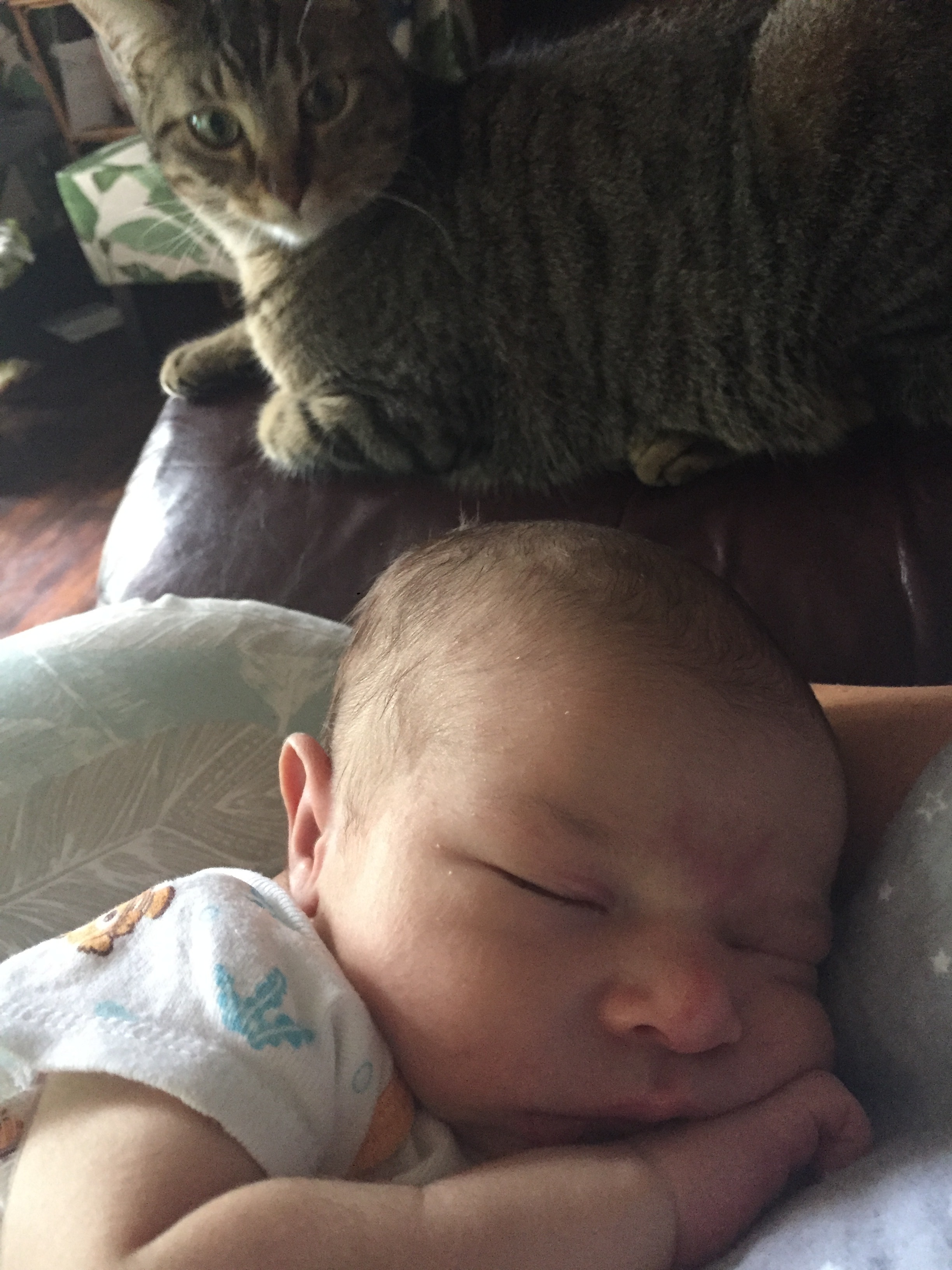  Honey is curious and wanting to check out the new creature in the house…but she is still being cautious and keeping her distance. 