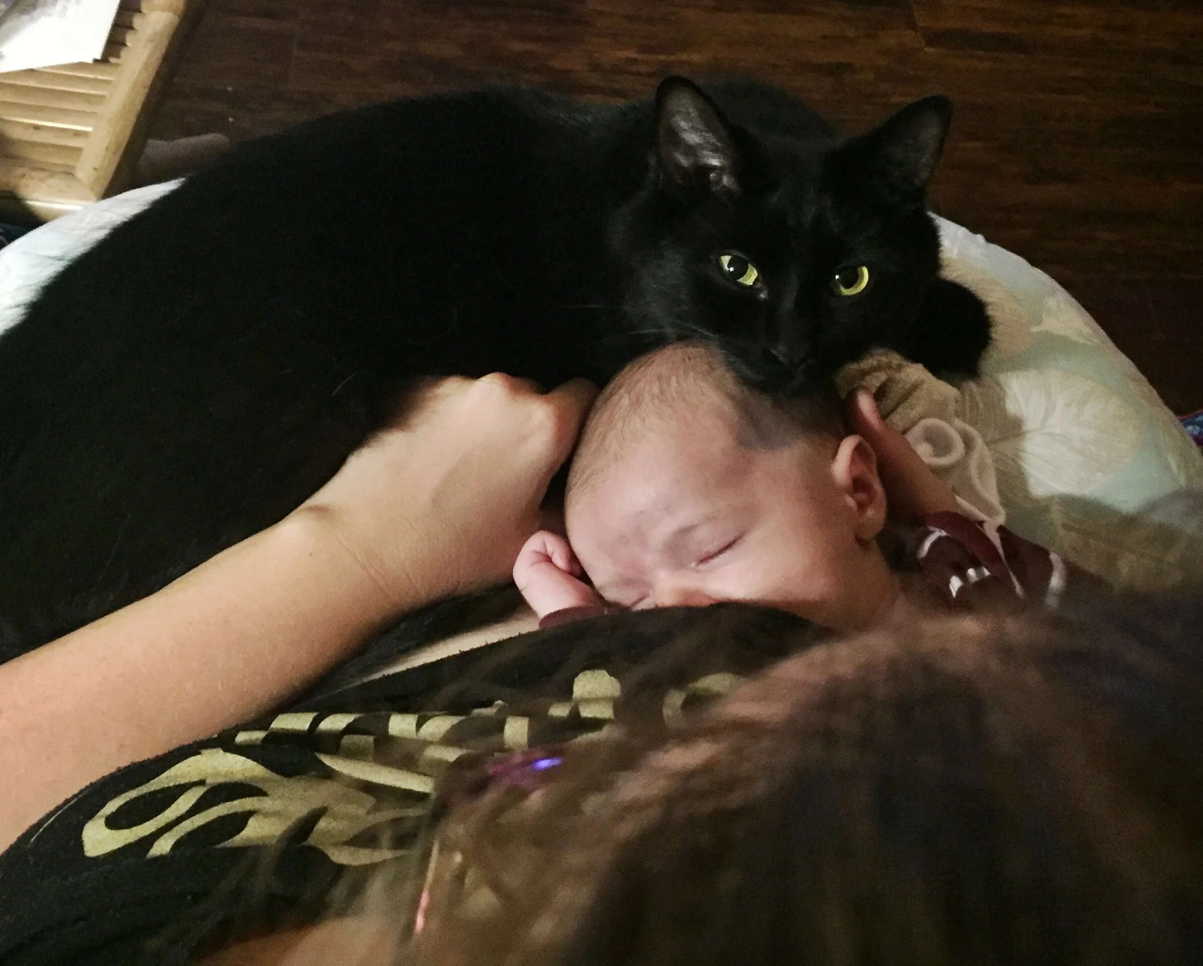  Wawa had gotten much more comfortable with the new addition to the house. 