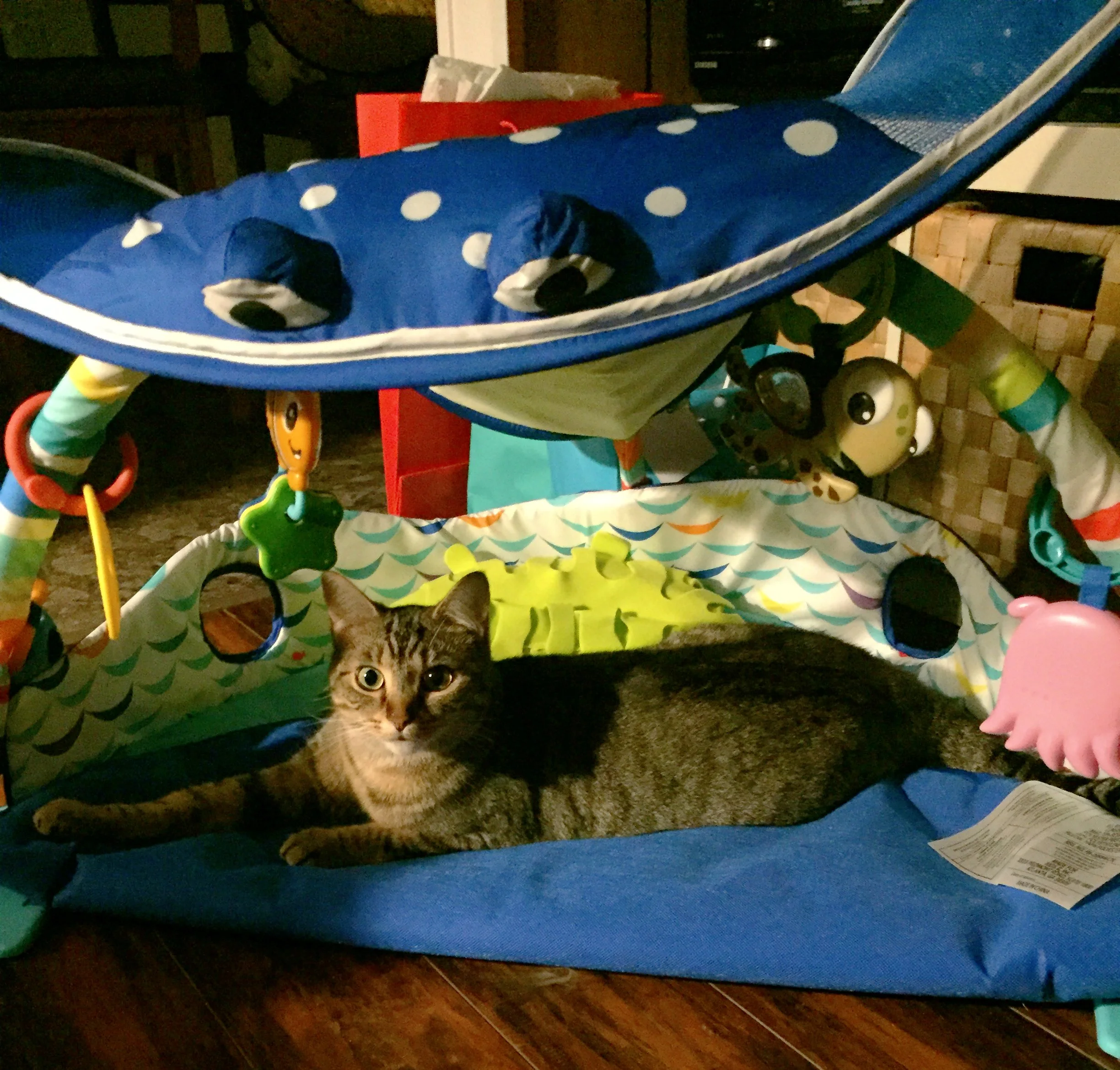 Honey has claimed the activity gym now too. 