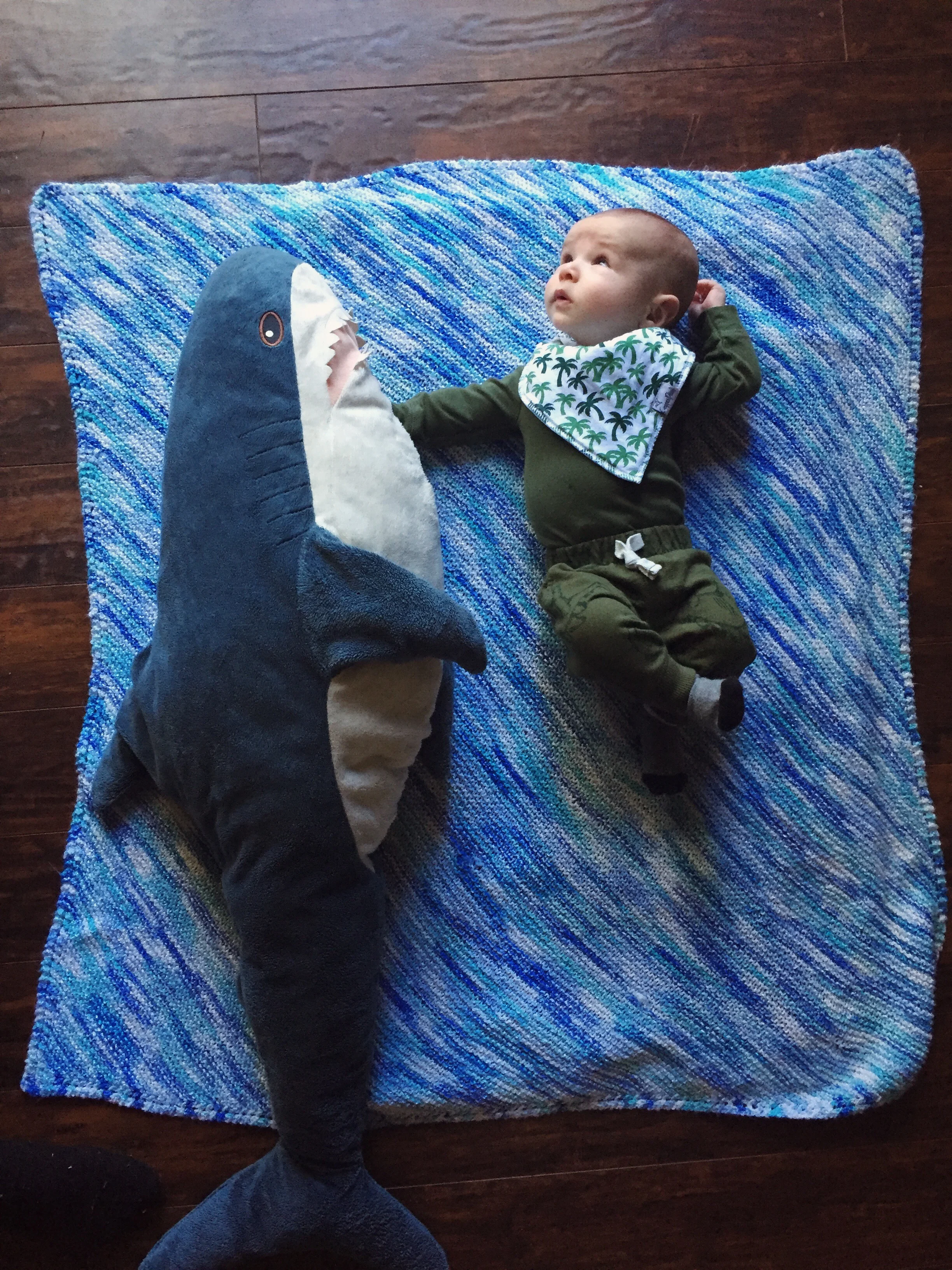  “Do you see that seal up there on the surface Mr. Shark?” 