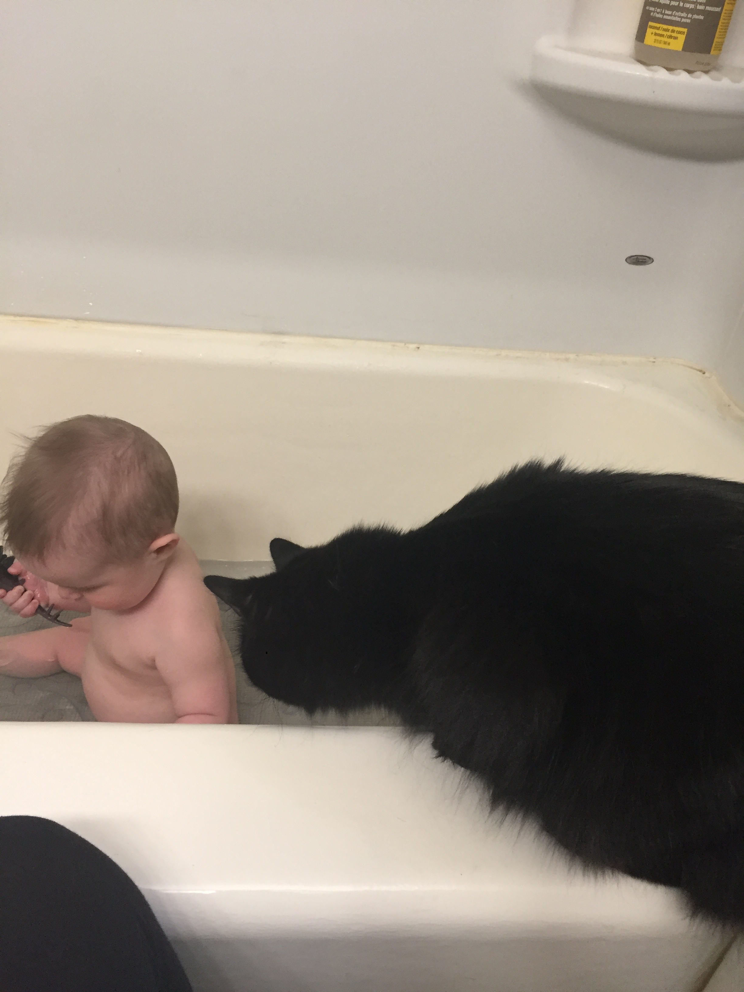  Curiosity with Wawa 