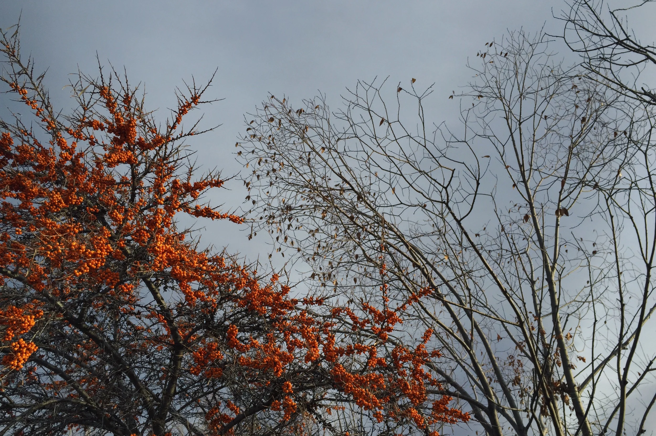 Advent and Christmastide