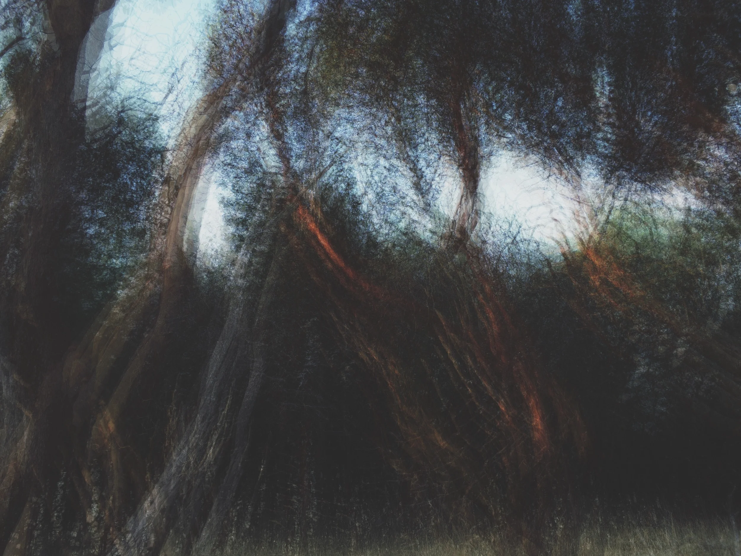 Arbutus: A Photo Series