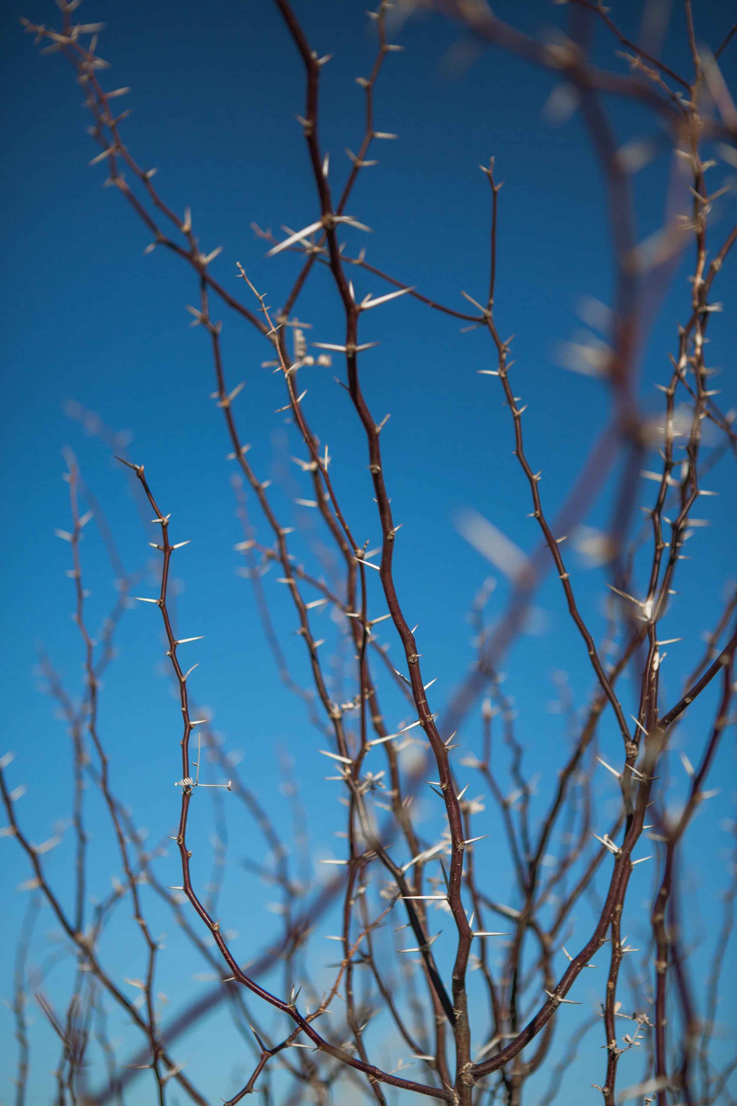 thorns-1.jpg