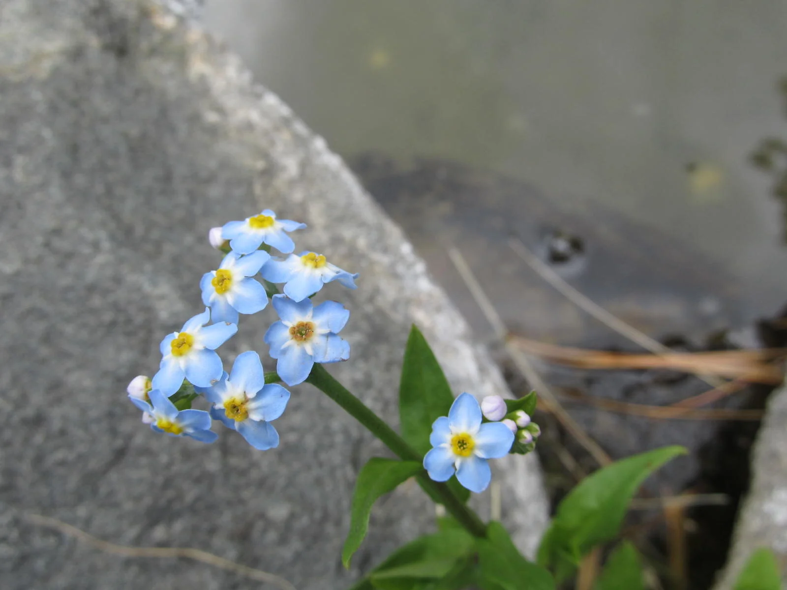 Introduction to Blog Series: The Theology of Small Things