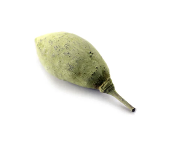 Baobab.jpg