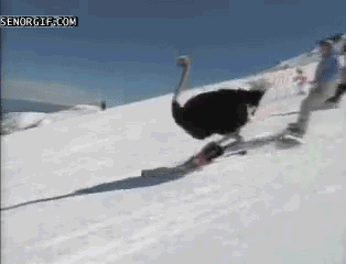giphy (8).gif