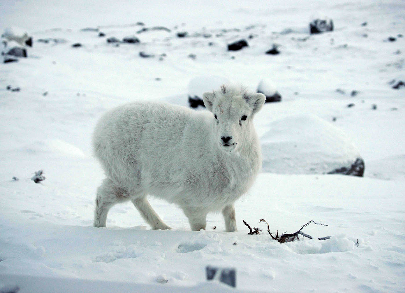 Dall sheep-3.jpg