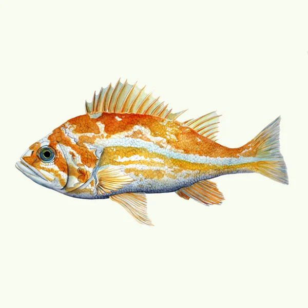 rockfish-kelseynollette.jpg