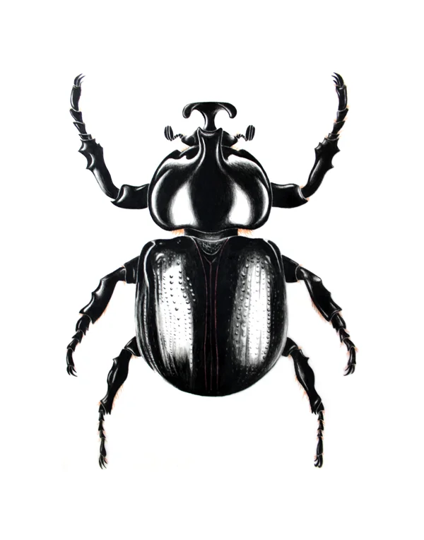 Kelsey Nollette-rhino-beetle.jpg