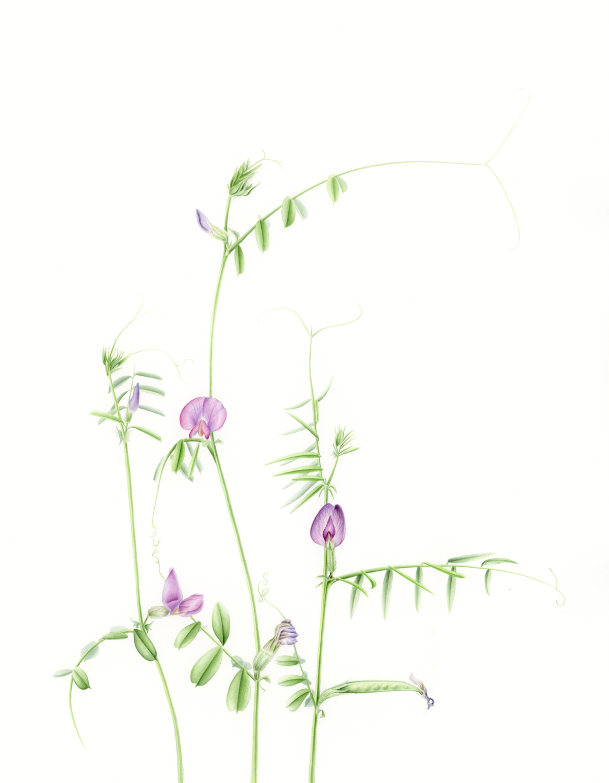 vicia_sativa-kelsey_nollette-1200.jpg