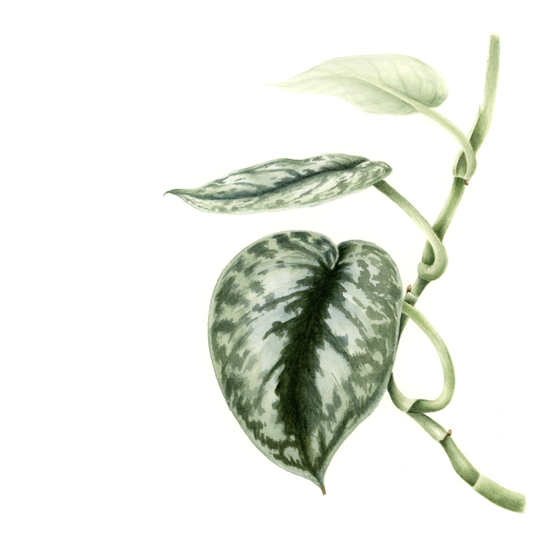 Satin Pothos Botanical Print Scindapsus Pictus Kelsey Nollette Botanical Art Satin Pothos Botanical Print Scindapsus Pictus Kelsey Nollette Botanical Art