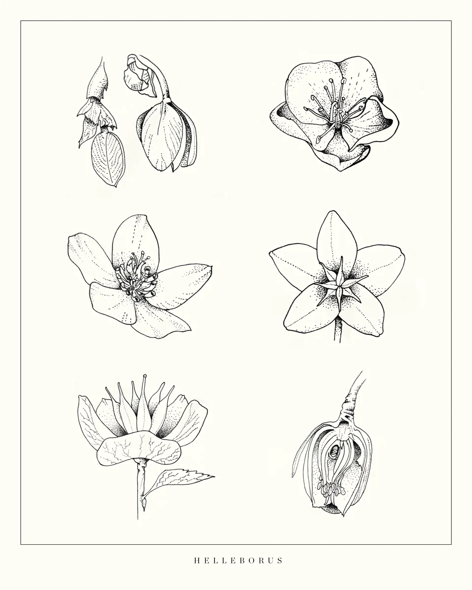 helleborus-kelseynollette-1200.jpg
