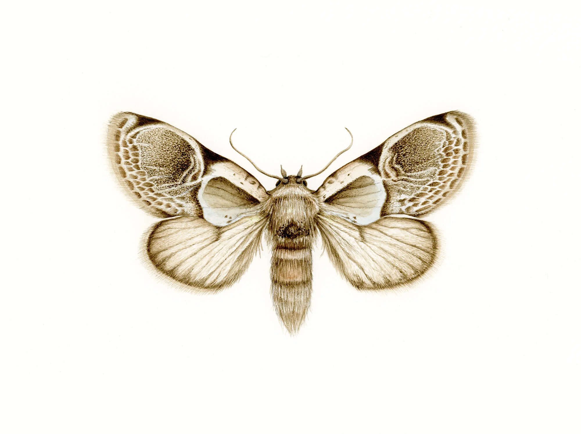 moth-1000.jpg