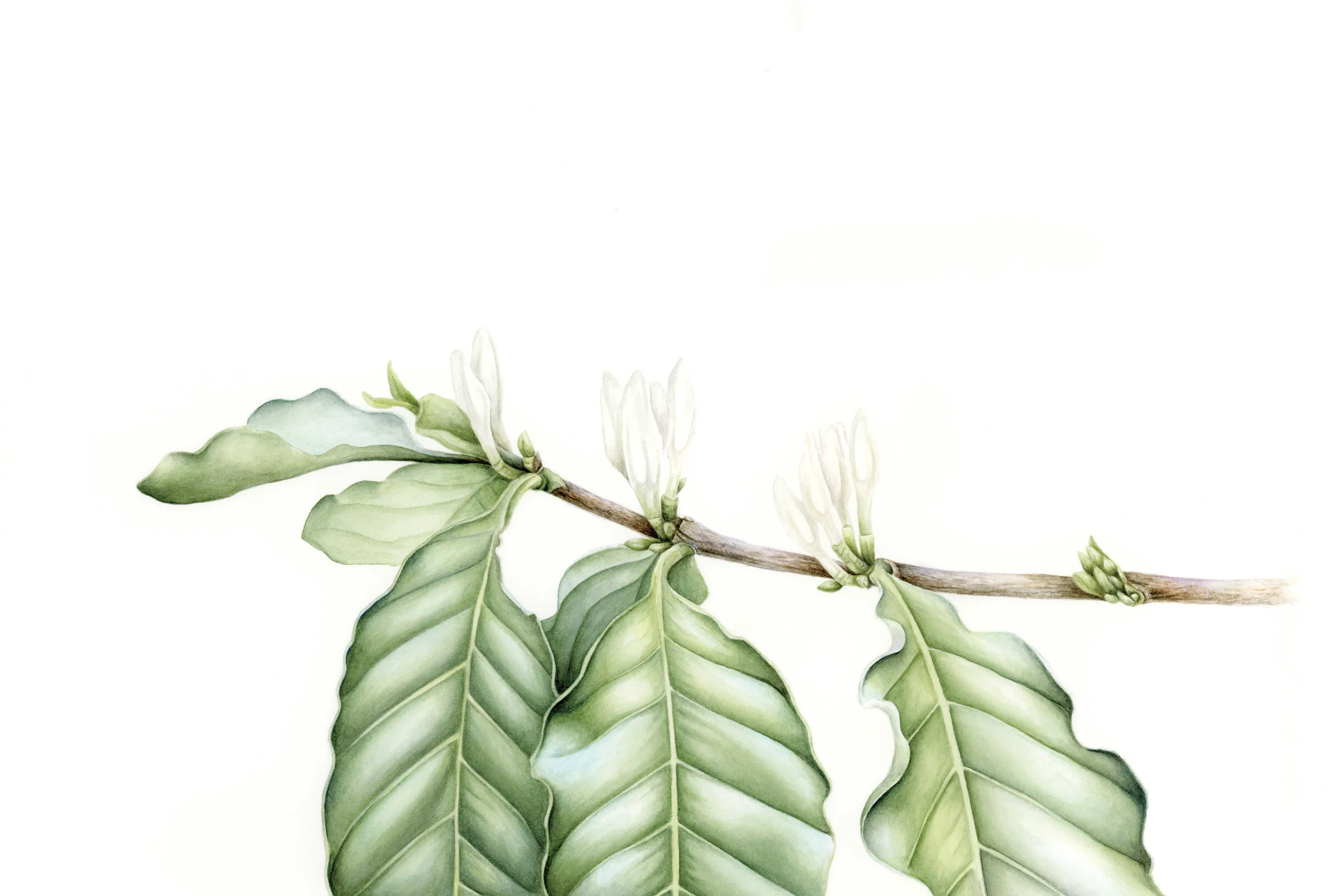 Coffee Plant Botanical Art, Coffea arabica  Kelsey Nollette Botanical Art