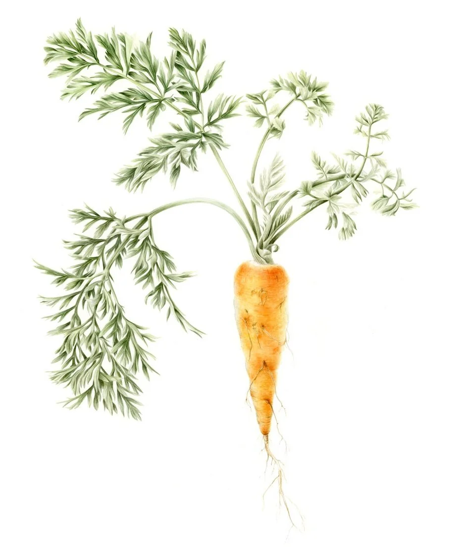 daucus-carota-kelseynollette-1080.jpg