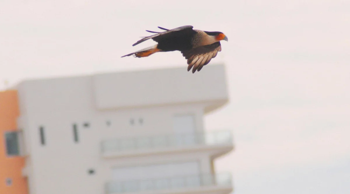Crested Caracara, by R. Urquijo