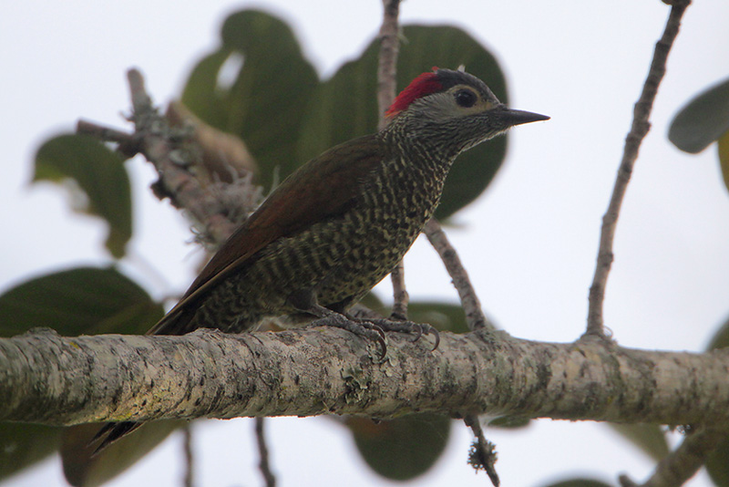 Bronze-Winged Woodpecker, R.V.